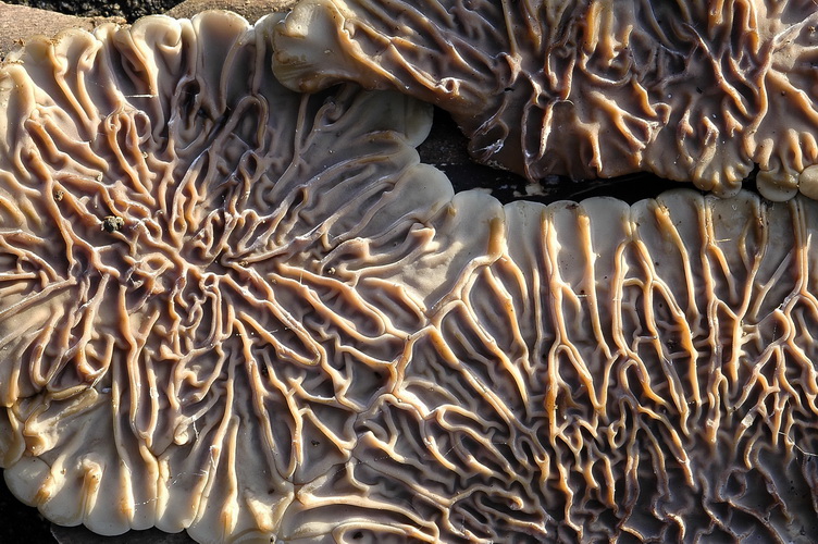 un rarissime cyphelloïde (Campylomyces heimii)
